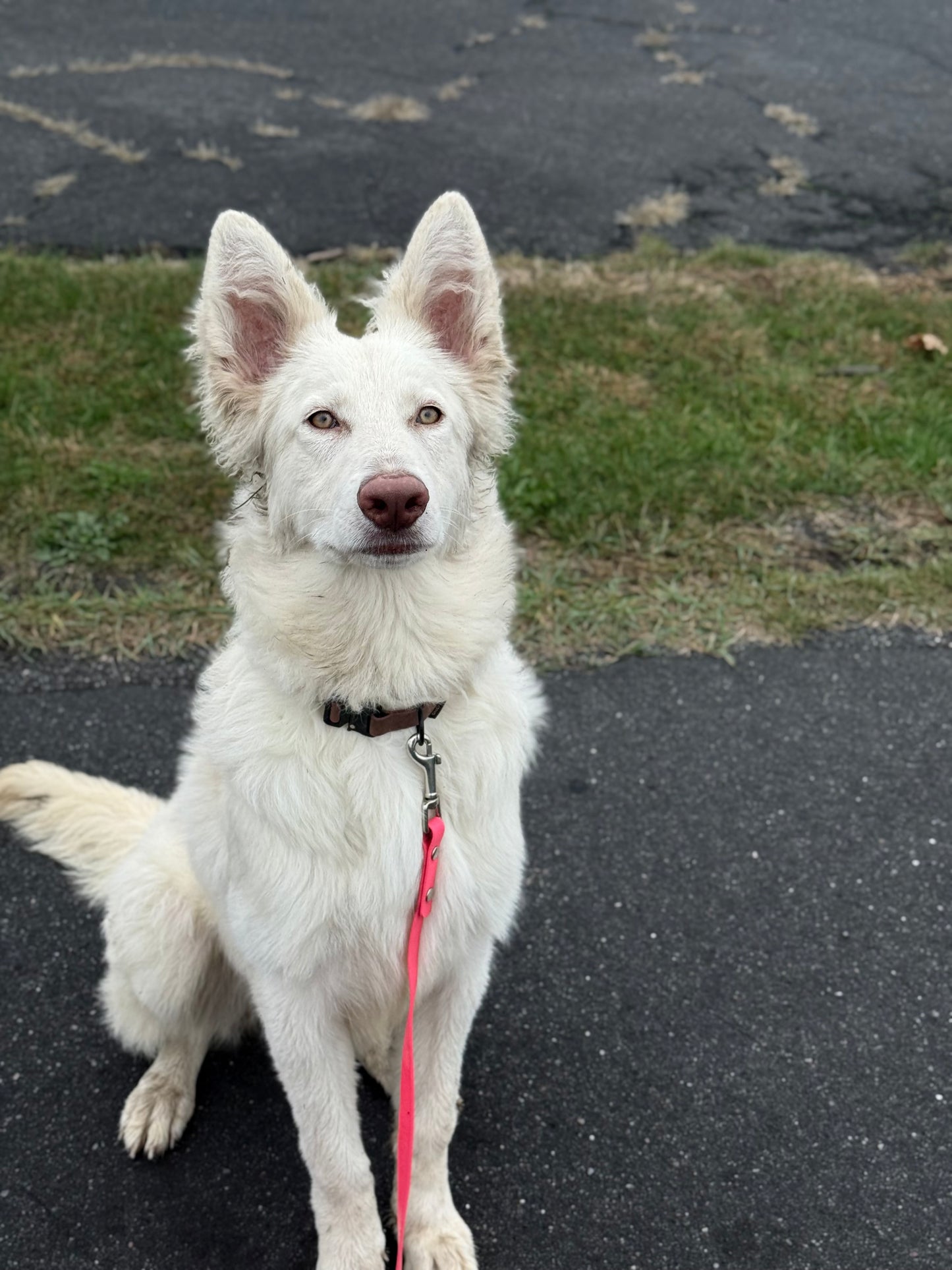 Garderie de jour Canine