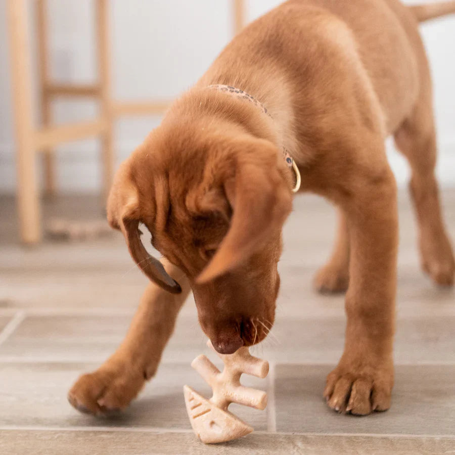 Ensemble de 2 jouets à mâcher pour chiot Poisson 'fishbone' Benebone