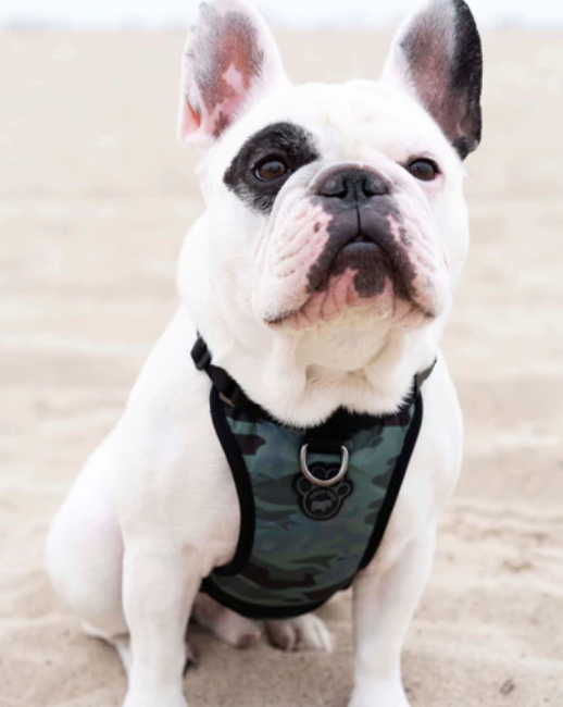 Harnais 3 en 1 Canada Pooch Camo