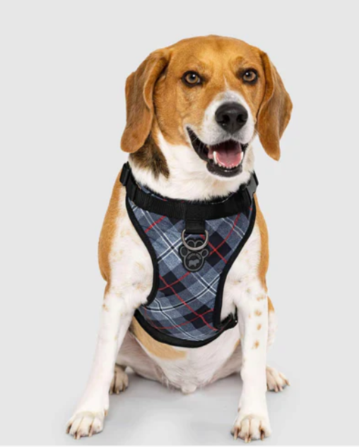 Harnais 3 en 1 Canada Pooch Carrroté Gris et Rouge