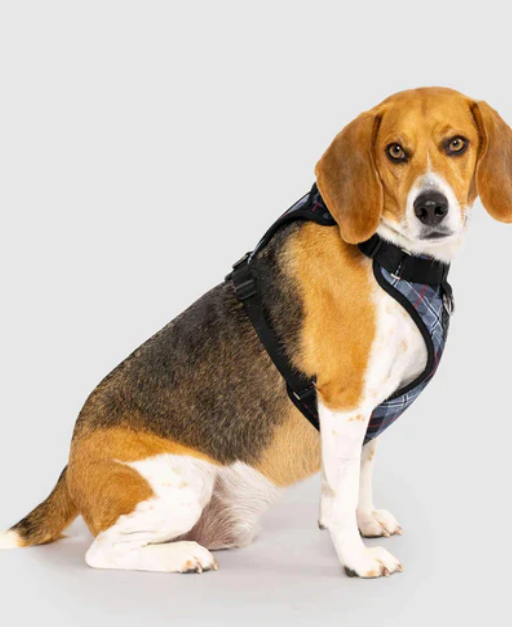 Harnais 3 en 1 Canada Pooch Carrroté Gris et Rouge