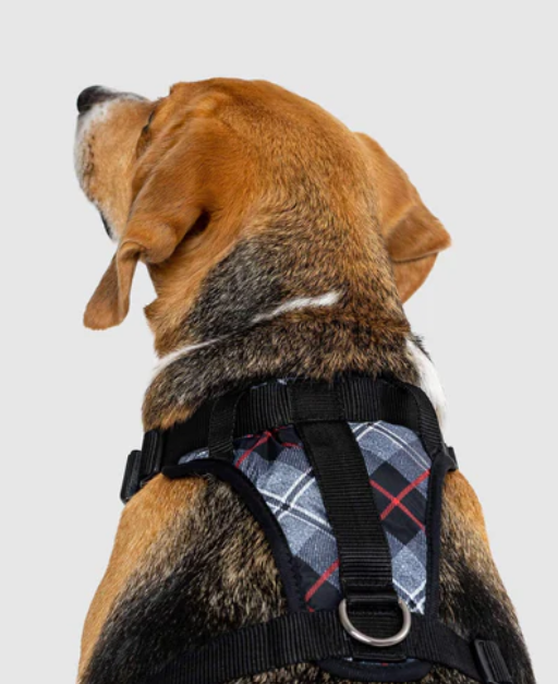 Harnais 3 en 1 Canada Pooch Carrroté Gris et Rouge