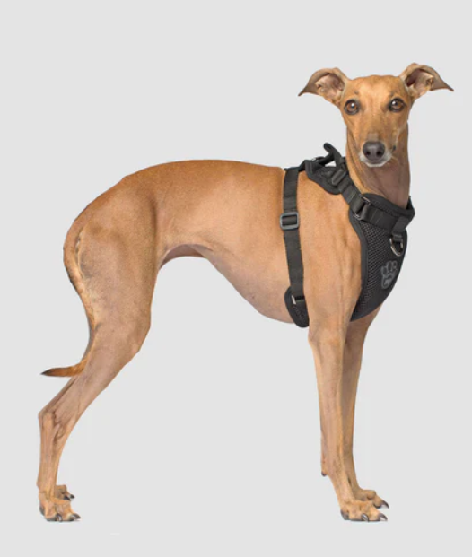 Harnais 3 en 1 Canada Pooch Noir