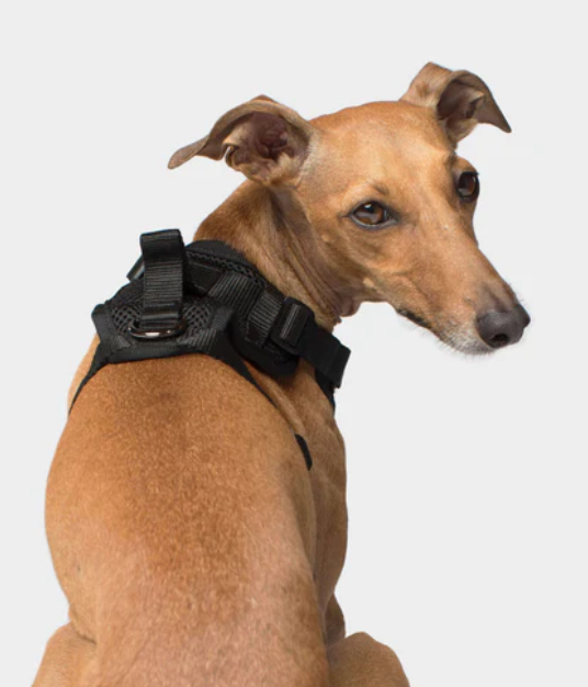 Harnais 3 en 1 Canada Pooch Noir