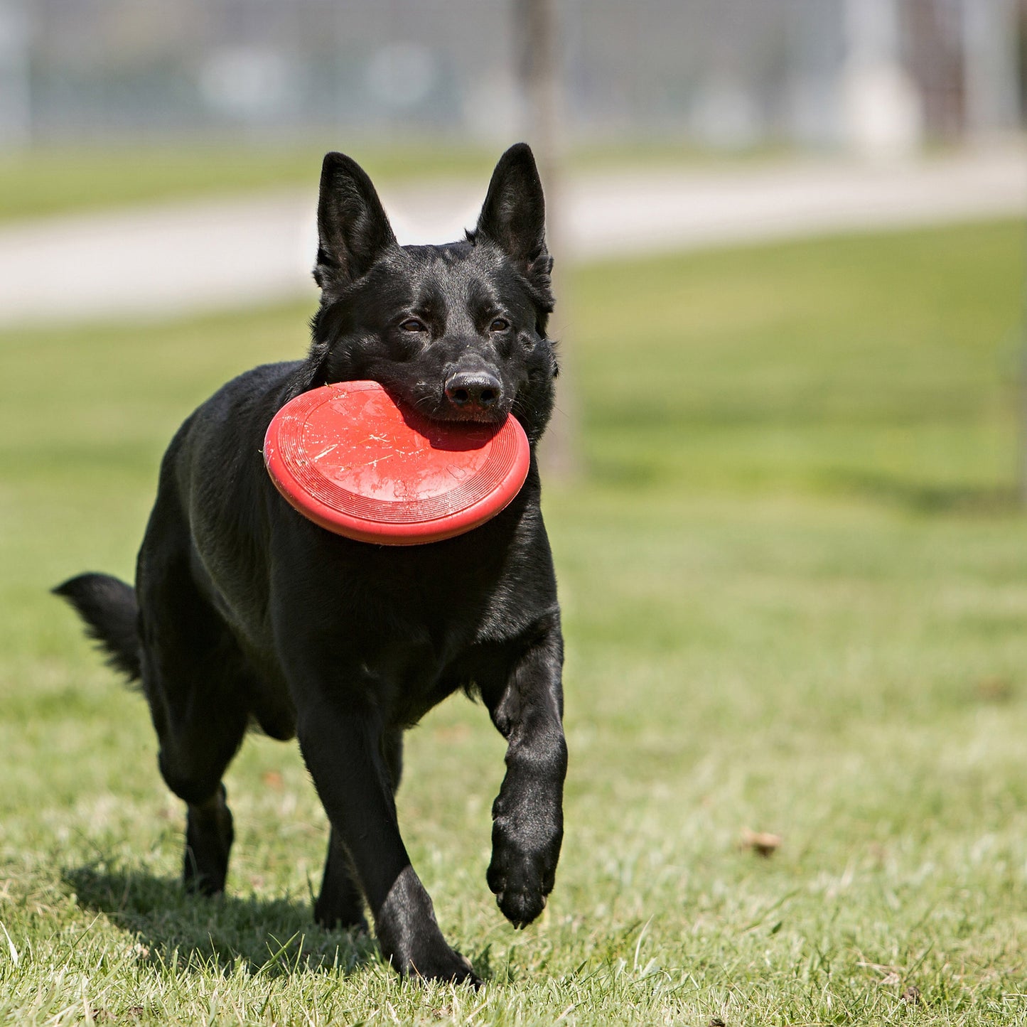 Jouet Frisbee Kong 'flyer'