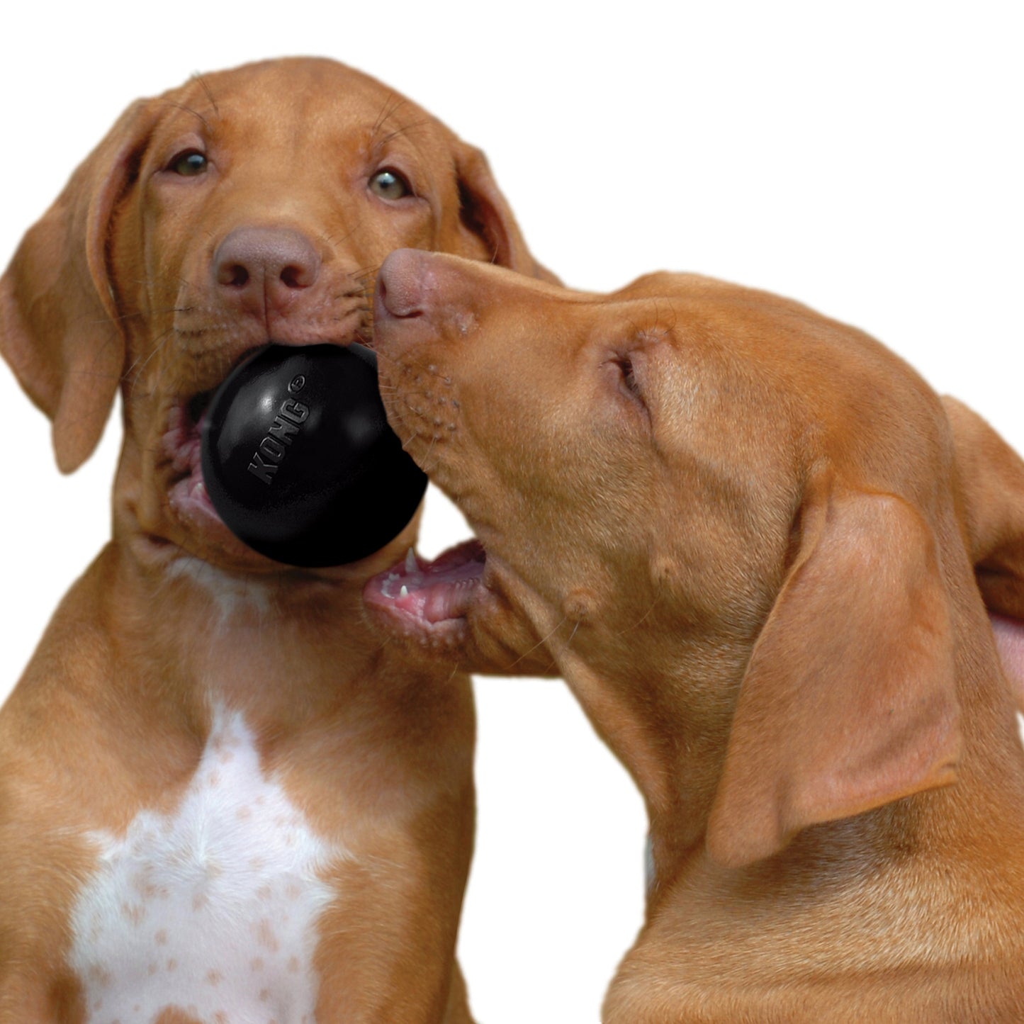 Balle extrême pour chien