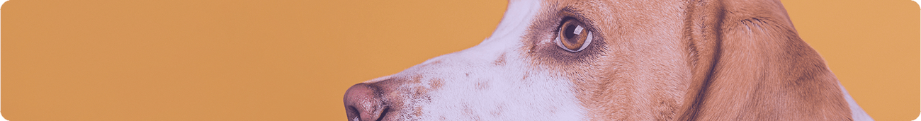 Gâteries pour chien - Moi & Mon Humain