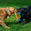 Jouet Pour Chien Corde Kong *Rally Rope*