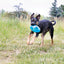 Jouet Football (Kong jumbler)