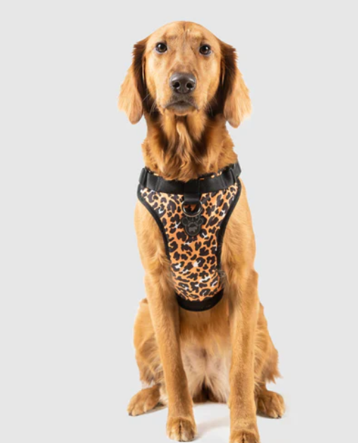 Harnais 3 en 1 Canada Pooch Léopard