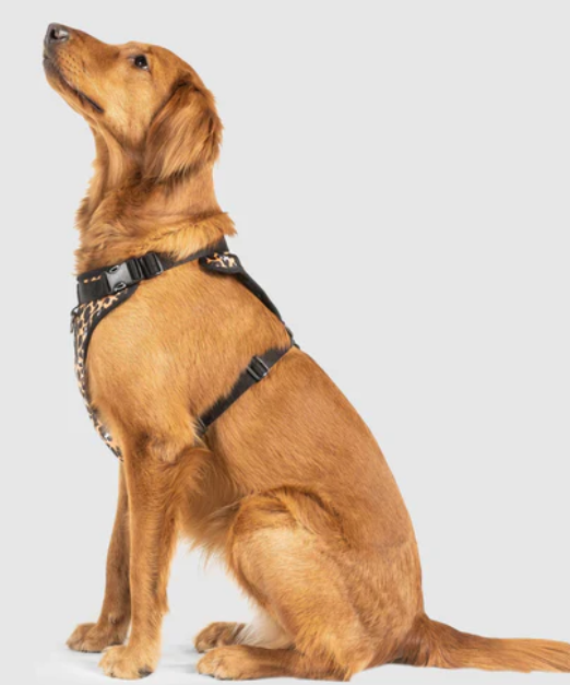 Harnais 3 en 1 Canada Pooch Léopard