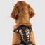 Harnais 3 en 1 Canada Pooch Léopard