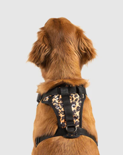 Harnais 3 en 1 Canada Pooch Léopard