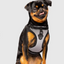 Harnais 3 en 1 Canada Pooch Réflecteur