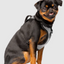 Harnais 3 en 1 Canada Pooch Réflecteur