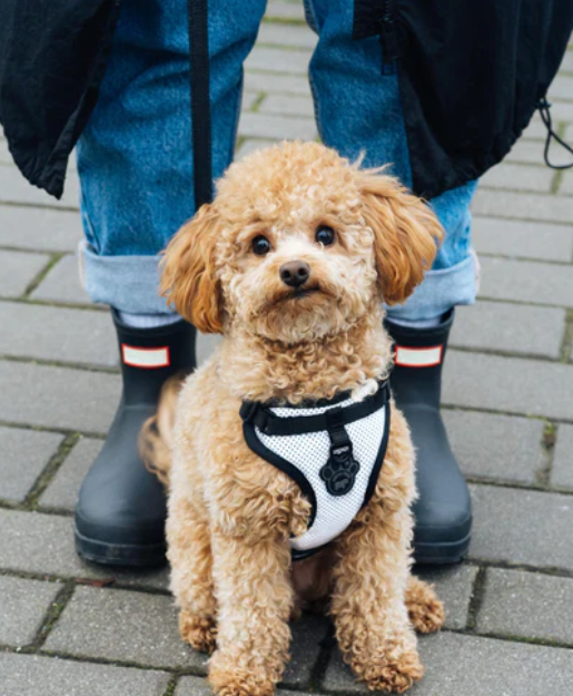Harnais 3 en 1 Canada Pooch Réflecteur