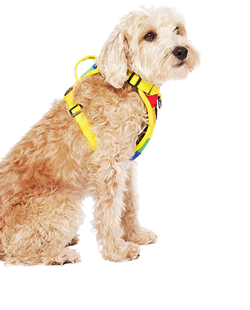 Harnais 3 en 1 Canada Pooch Arc-en-Ciel