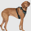 Harnais 3 en 1 Canada Pooch Camo