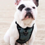 Harnais 3 en 1 Canada Pooch Camo