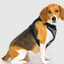 Harnais 3 en 1 Canada Pooch Carrroté Gris et Rouge