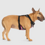 Harnais 3 en 1 Canada Pooch Carrroté Rose