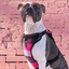 Harnais 3 en 1 Canada Pooch Carrroté Rose