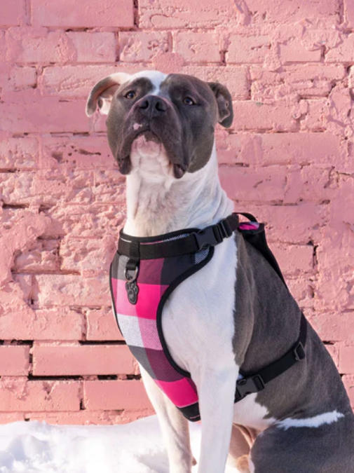 Harnais 3 en 1 Canada Pooch Carrroté Rose