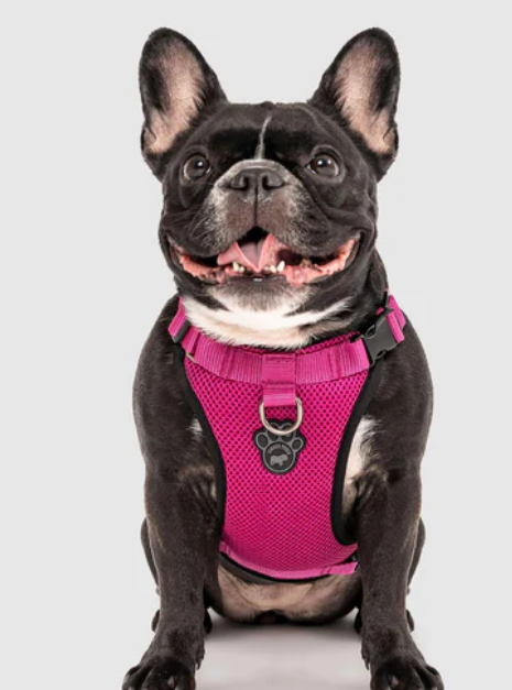 Harnais 3 en 1 Canada Pooch Magenta
