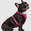 Harnais 3 en 1 Canada Pooch Magenta