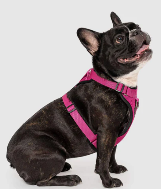 Harnais 3 en 1 Canada Pooch Magenta
