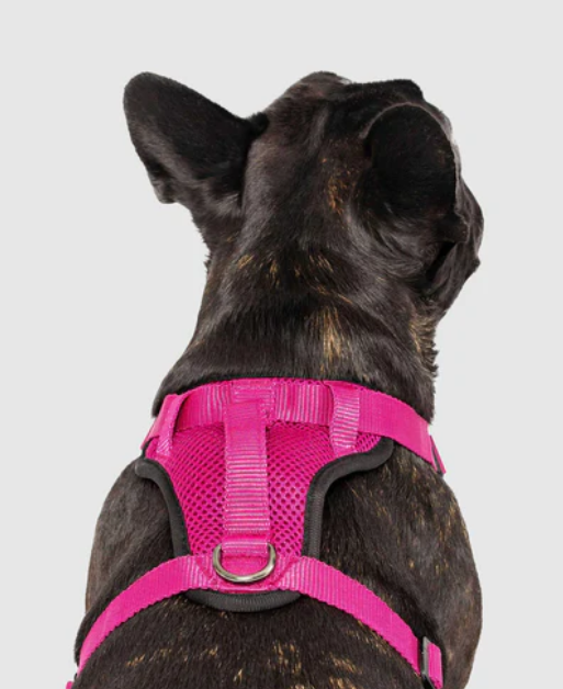 Harnais 3 en 1 Canada Pooch Magenta