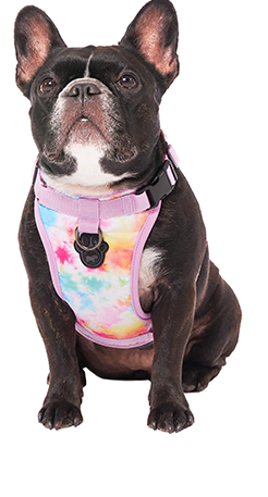 Harnais 3 en 1 Canada Pooch Multicolore