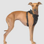 Harnais 3 en 1 Canada Pooch Noir