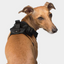 Harnais 3 en 1 Canada Pooch Noir