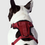 Harnais 3 en 1 Canada Pooch Rouge