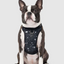 Harnais 3 en 1 Canada Pooch Splash