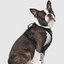 Harnais 3 en 1 Canada Pooch Splash