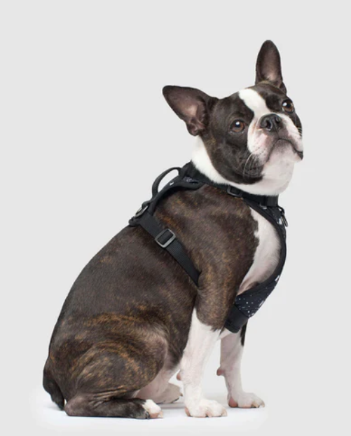 Harnais 3 en 1 Canada Pooch Splash