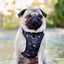 Harnais 3 en 1 Canada Pooch Splash