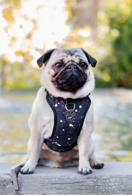 Harnais 3 en 1 Canada Pooch Splash