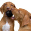 Balle extrême pour chien