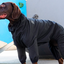 Combinaison Pour Chien Noir Canada Pooch Manteau