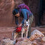 Sac À Dos Pour Chien Kurgo Baxter Rouge 50-110 Lbs